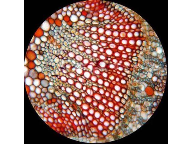 Binocular Biological Compound Microscope 40X-2000X R139813