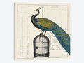 Canvas Art Picture - Peacock Birdcage P590