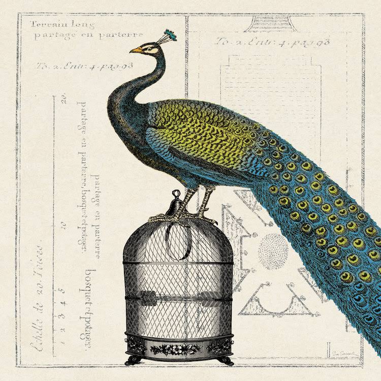 Canvas Art Picture - Peacock Birdcage P590